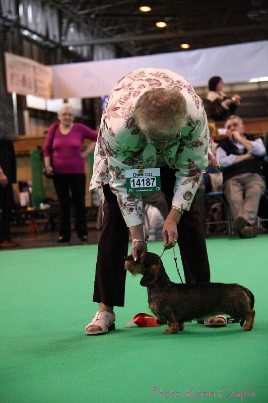 Crufts2011_2 1641.jpg